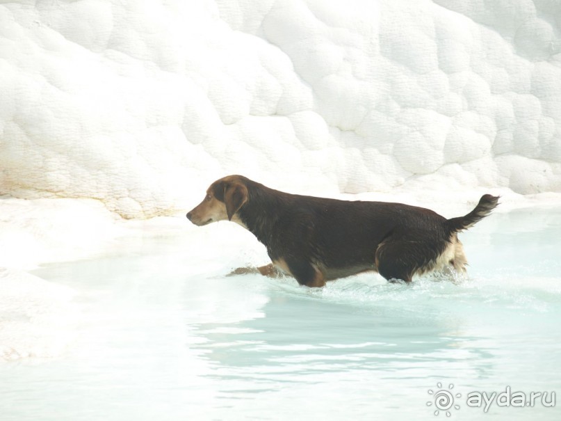 Собачка в бассейне Памуккале.