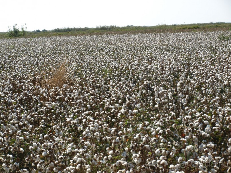 Хлопковые поля. На эгейском побережье Турции их много.