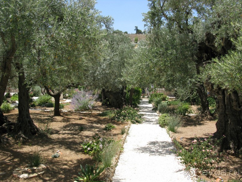 Земля обетованная...