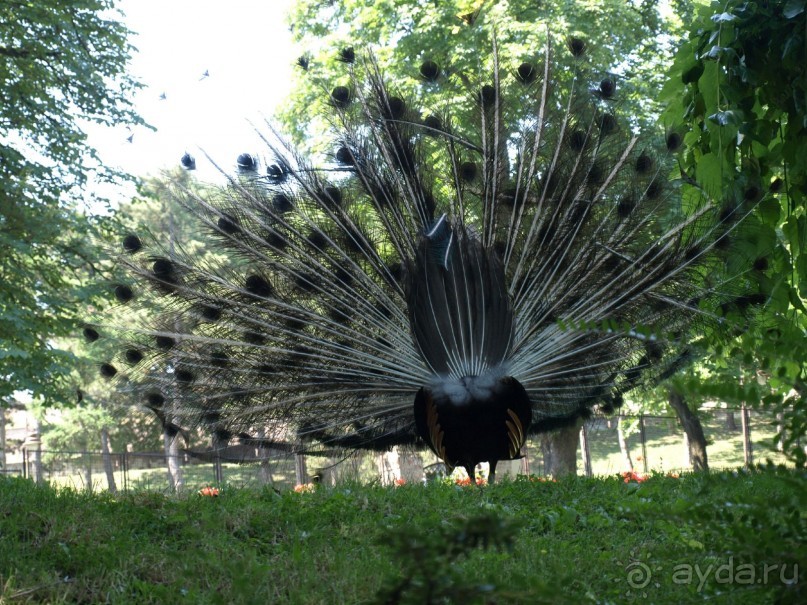 Я открываю Балканы.