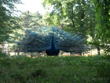 Я открываю Балканы.