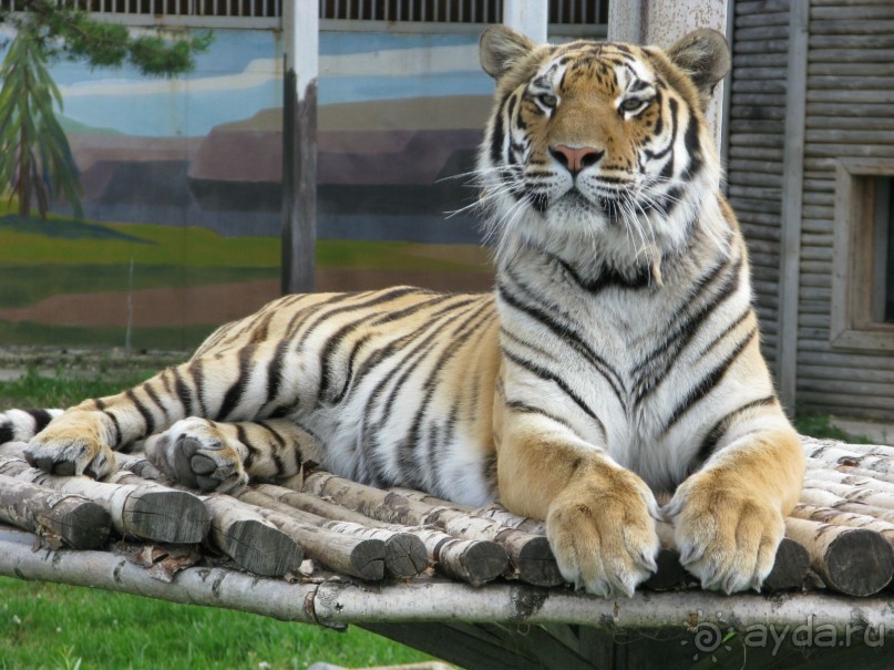 Сказка-быль да в ней намек... (Переславль-Залесский - Ростов Великий - Ярославль)