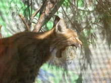 Сказка-быль да в ней намек... (Переславль-Залесский - Ростов Великий - Ярославль)