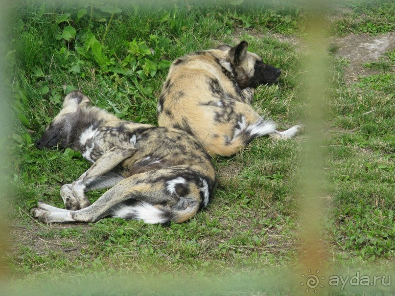 Сказка-быль да в ней намек... (Переславль-Залесский - Ростов Великий - Ярославль)
