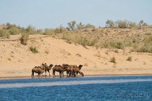 Кызылкум – «терра инкогнита»