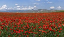 Кызылкум – «терра инкогнита»