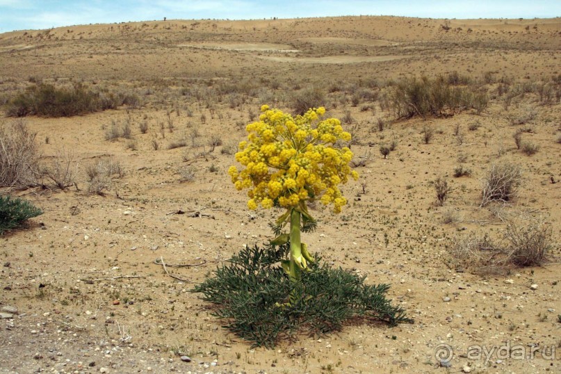 Кызылкум – «терра инкогнита»