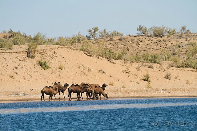 Кызылкум – «терра инкогнита»