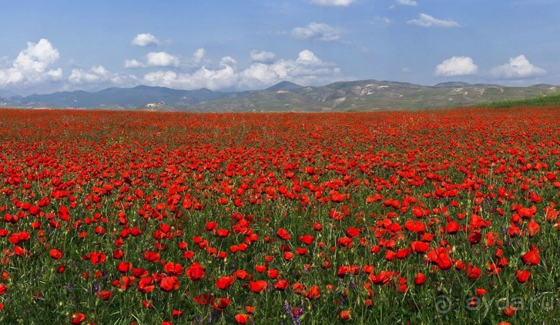 Кызылкум – «терра инкогнита»