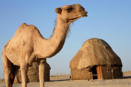 Айдаркуль – чудо в жгучих степях