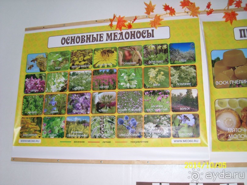 Экскурсионная пасека " Пчелиная Усадьба" Экскурсионная пасека " Пчелиная Усадьба"