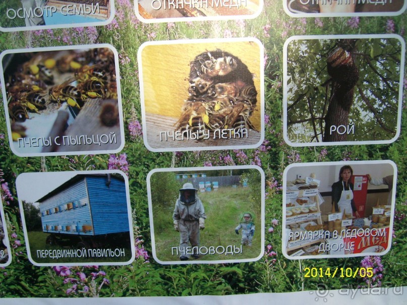 Экскурсионная пасека " Пчелиная Усадьба"