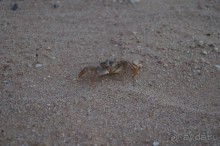 отель муниципальный, то 4* нормально. цена соответствует качеству