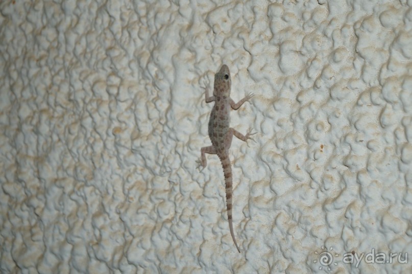 отель муниципальный, то 4* нормально. цена соответствует качеству