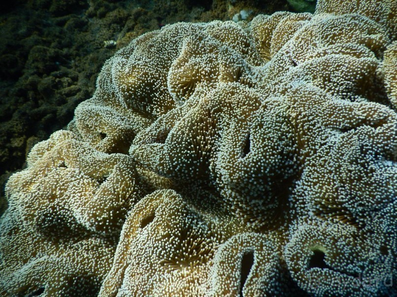 фото Bondalem Beach Club