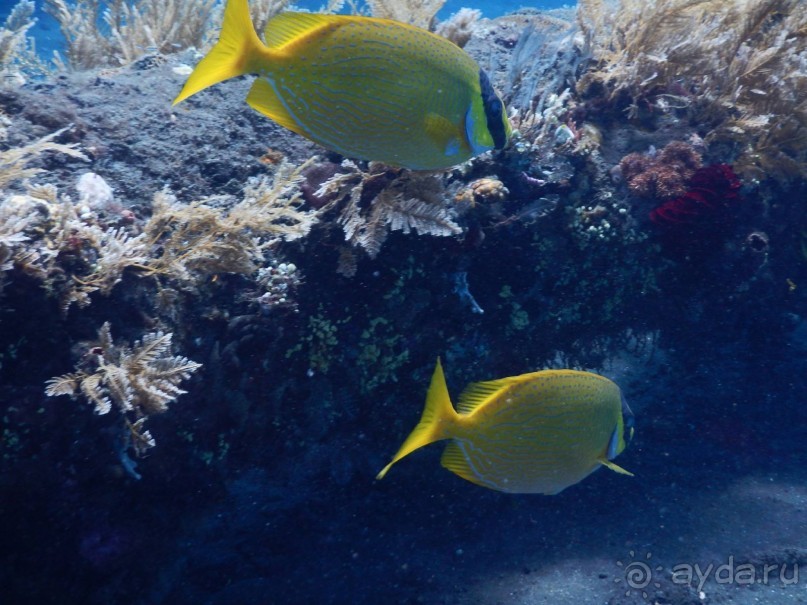 фото Bondalem Beach Club