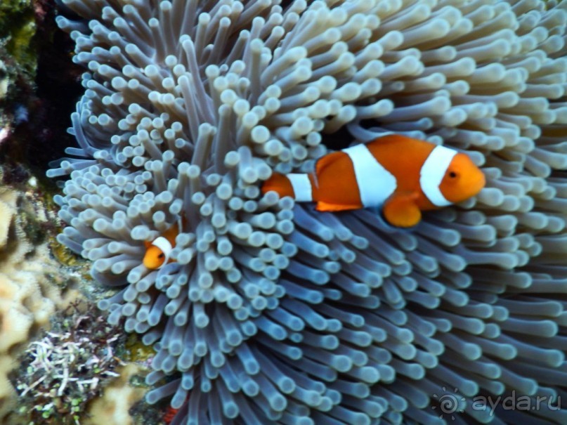 фото Bondalem Beach Club