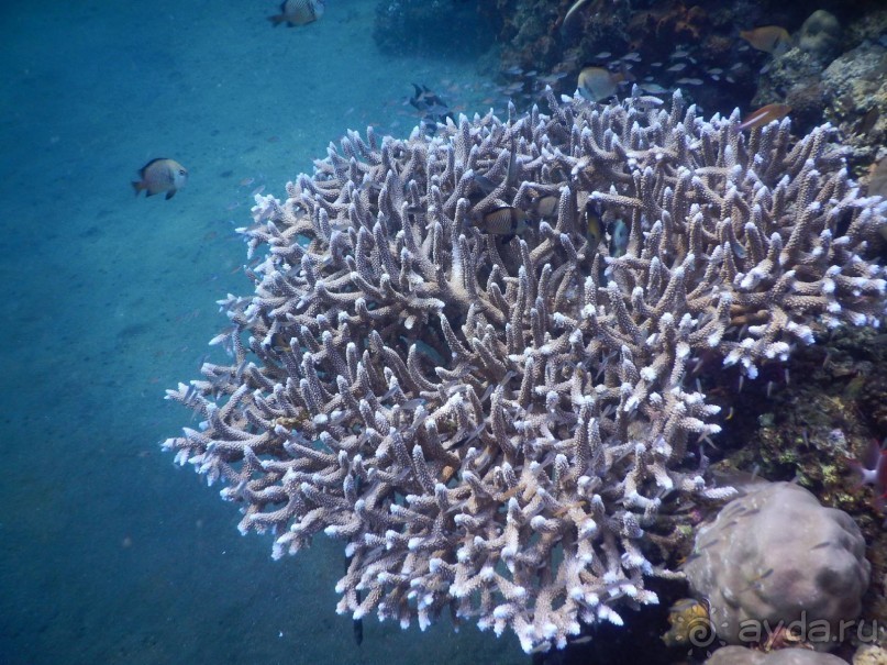 фото Bondalem Beach Club