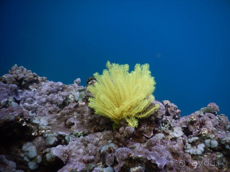 фото Bondalem Beach Club