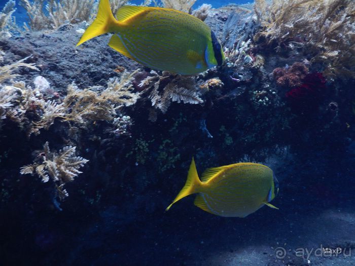 фото Bondalem Beach Club