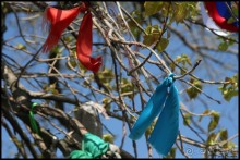 Майские степи 2010. Экспедиция в Калмыкию. ч.5 Калмыцкая степь.