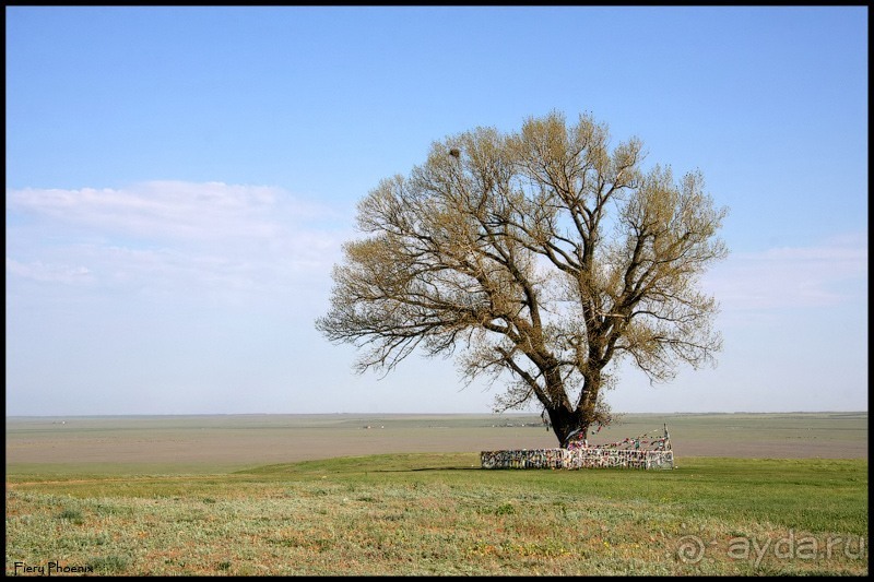 Майские степи 2010. Экспедиция в Калмыкию. ч.5 Калмыцкая степь.