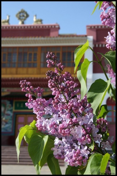 Майские степи 2010. Экспедиция в Калмыкию. ч.4 Элиста.