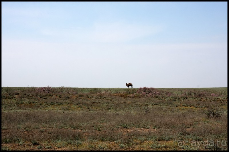 Майские степи 2010. Экспедиция в Калмыкию. ч.4 Элиста.