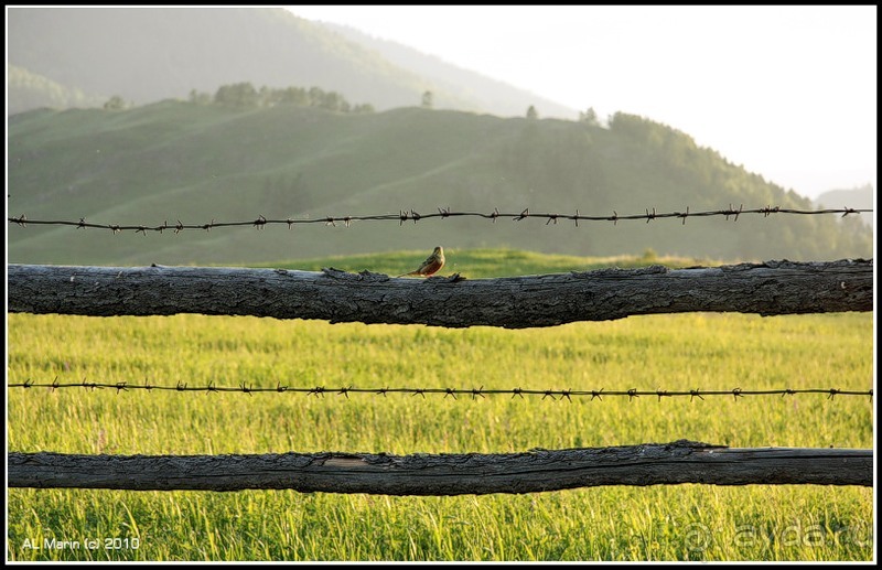 Алтай 2010: В поисках Шамбалы. Часть 4.День 7. И вот они, горы!