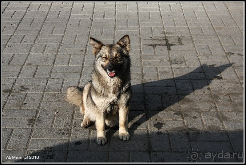 Алтай 2010: В поисках Шамбалы. Часть 4.День 7. И вот они, горы!