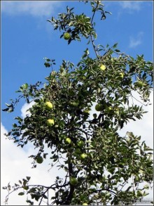 Белогорье, Киев, ЧАЭС, Припять, Одесса, Приднестровье. День 5.