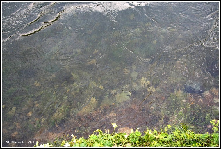 Алтай 2010: В поисках Шамбалы. Часть 8.День 11. Бия. Алтай 2010: В поисках Шамбалы. Часть 8.День 11. Бия.