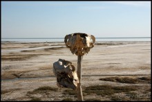 Майские степи 2010. Экспедиция в Калмыкию. ч.2 Эльтон.