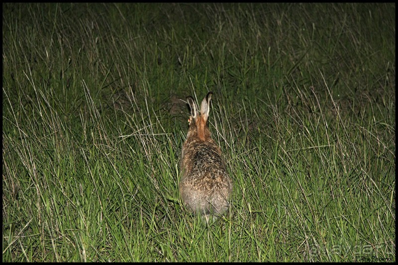 Майские степи 2010. Экспедиция в Калмыкию. ч.2 Эльтон.