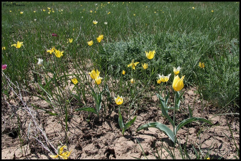 Майские степи 2010. Экспедиция в Калмыкию. ч.2 Эльтон.