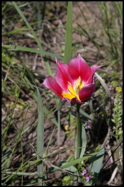 Майские степи 2010. Экспедиция в Калмыкию. ч.2 Эльтон.