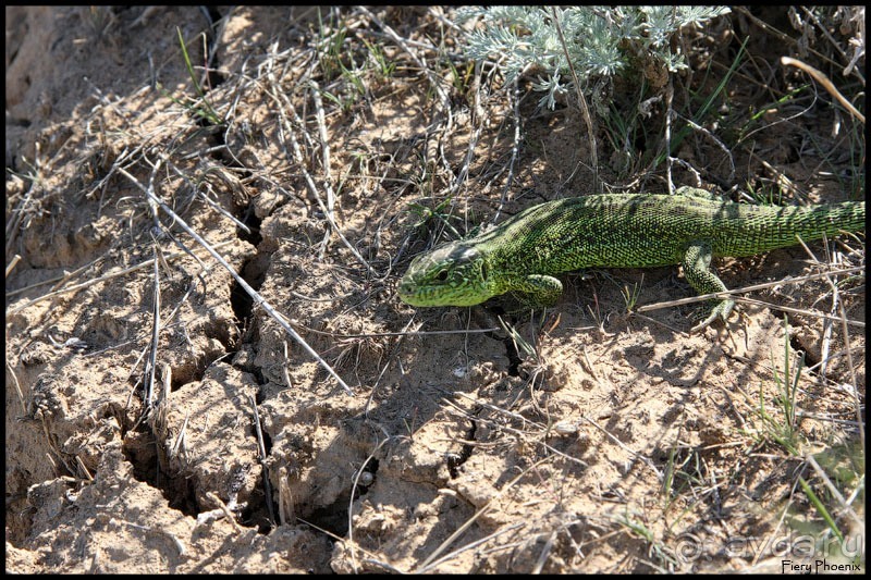 Майские степи 2010. Экспедиция в Калмыкию. ч.1 Волгоград.