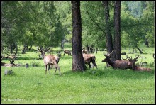Алтай 2010: В поисках Шамбалы. Часть 7.День 10. Перевал, лебедка и маралы.