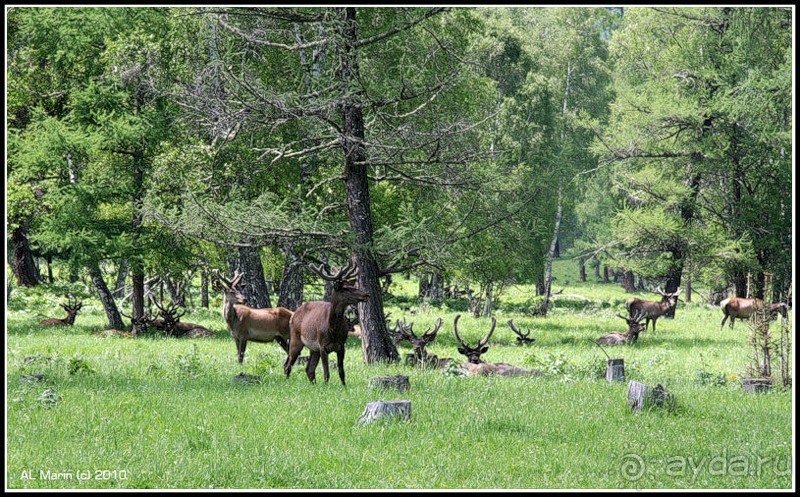 Алтай 2010: В поисках Шамбалы. Часть 7.День 10. Перевал, лебедка и маралы.