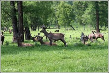 Алтай 2010: В поисках Шамбалы. Часть 7.День 10. Перевал, лебедка и маралы.