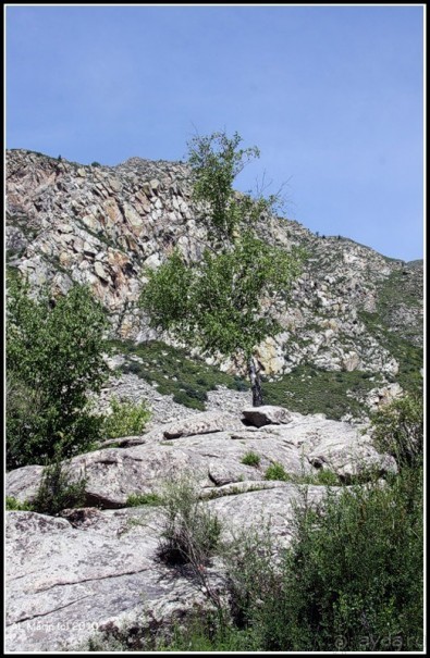 Алтай 2010: В поисках Шамбалы. Часть 7.День 10. Перевал, лебедка и маралы.