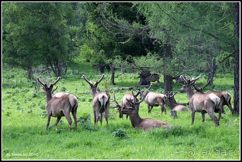 Алтай 2010: В поисках Шамбалы. Часть 7.День 10. Перевал, лебедка и маралы. Алтай 2010: В поисках Шамбалы. Часть 7.День 10. Перевал, лебедка и маралы.