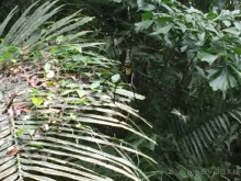 Таиланд "дикарем"