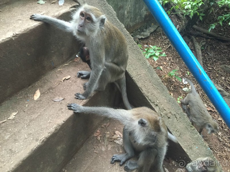 Таиланд "дикарем" - 2