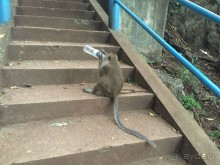 Таиланд "дикарем" - 2