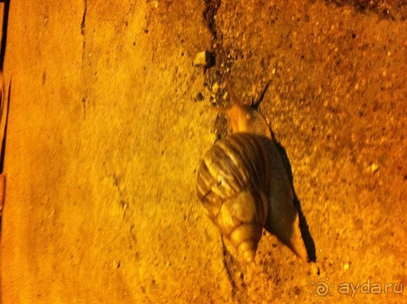 Улиточка переползала дорогу!!