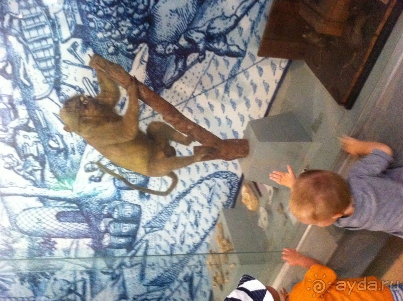 На Маврикии есть много разных зоопарков, но нас так же привлекло здание в Порт-Луи с надписью Музей.. 