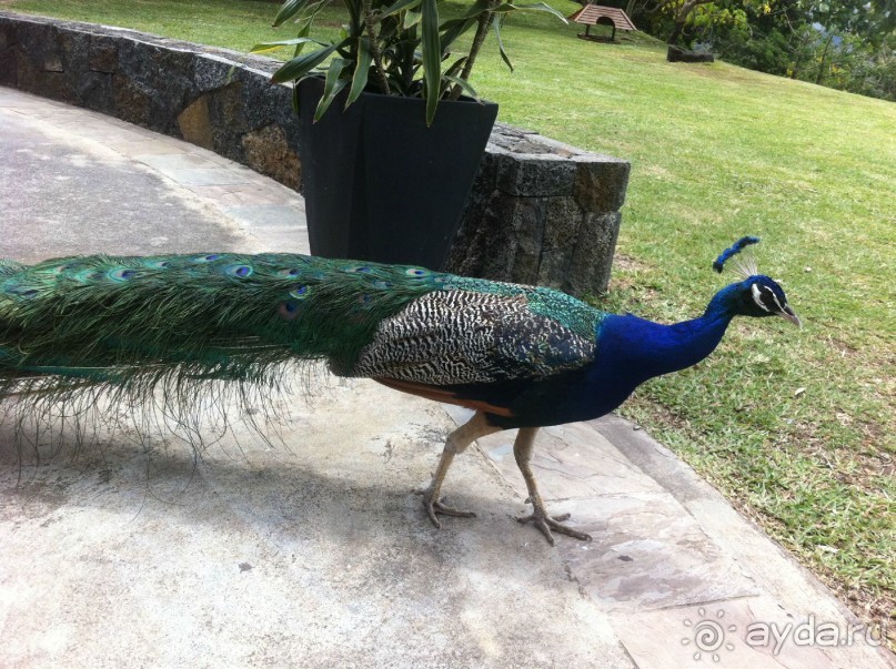 Зоопарк Casella!!! Мы обедал и кормили Жарптиц!