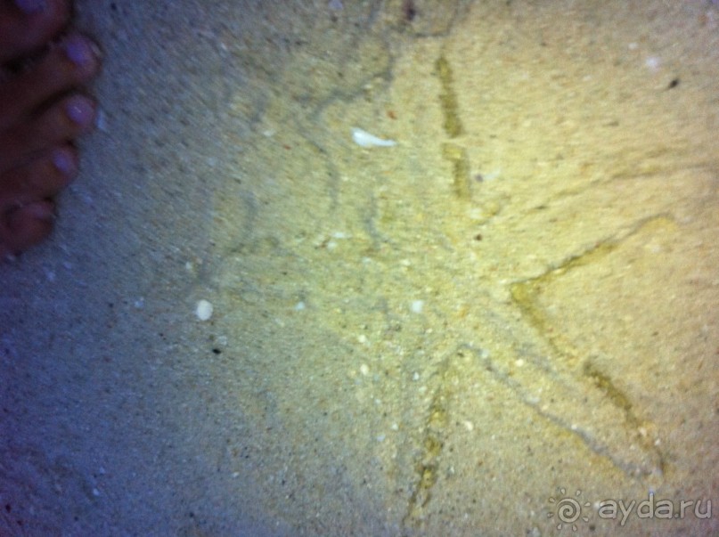 На нашем пляже в Point d`esny вечером пляж усыпан морскими звёздами.