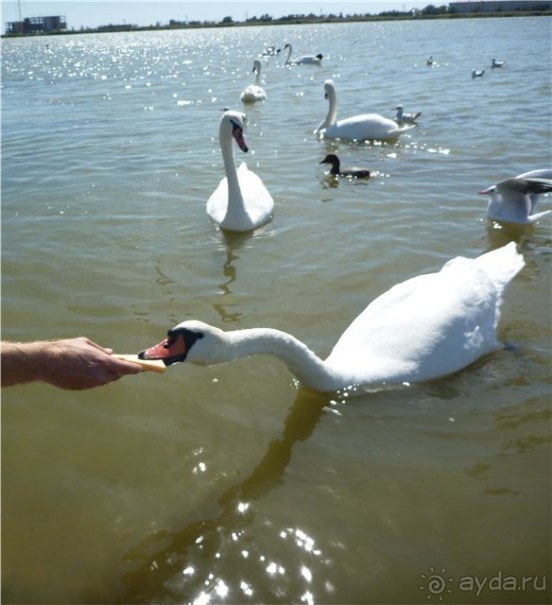 Путешествию в Украину из Волгограда